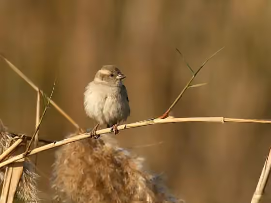 Dokumentasi Passer pyrrhonotus