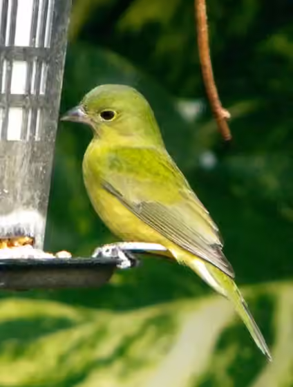 Dokumentasi Passerina ciris