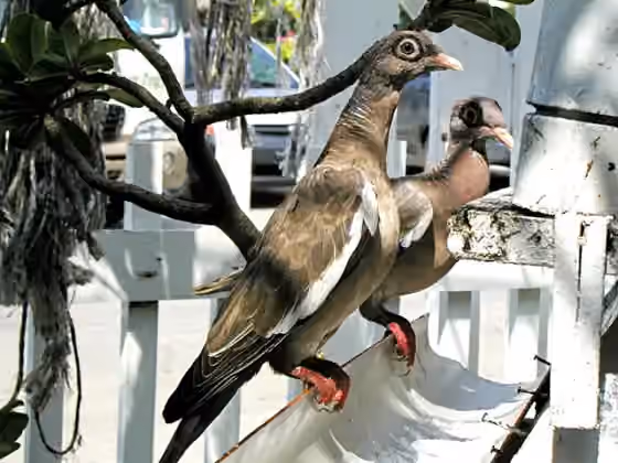 Dokumentasi Patagioenas corensis