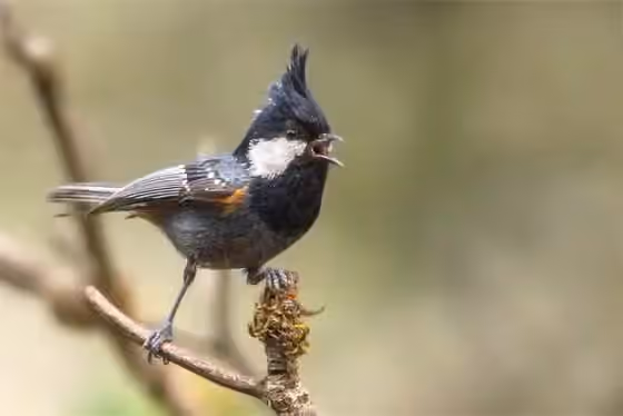 Dokumentasi Periparus ater