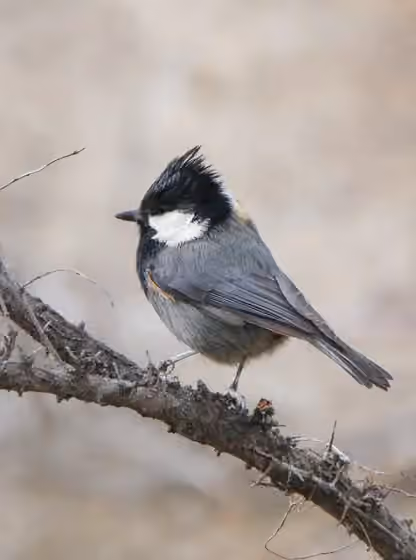 Dokumentasi Periparus rufonuchalis