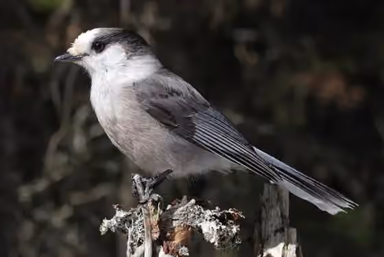 Dokumentasi Perisoreus canadensis
