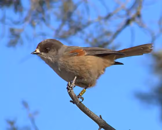 Dokumentasi Perisoreus infaustus