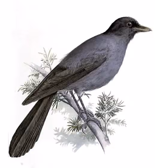 Ilustrasi dokumenter Perisoreus internigrans