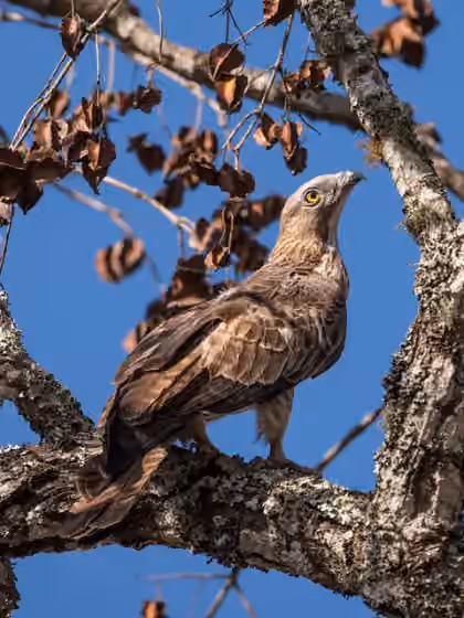 Dokumentasi Pernis ptilorhynchus