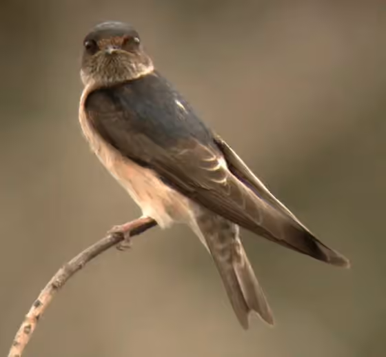 Dokumentasi Petrochelidon nigricans