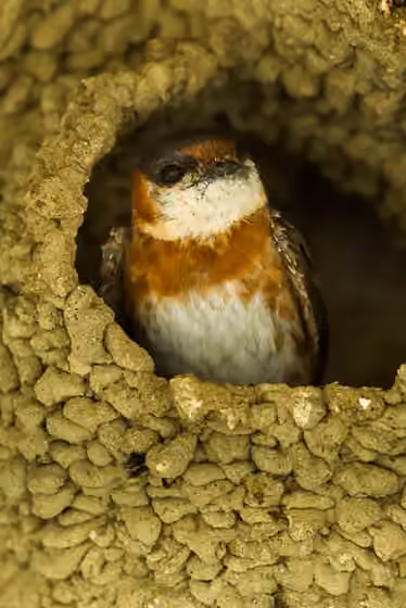 Dokumentasi Petrochelidon rufocollaris
