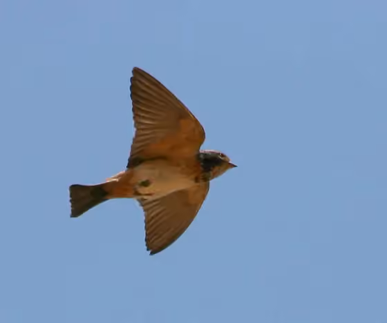 Dokumentasi Petrochelidon spilodera
