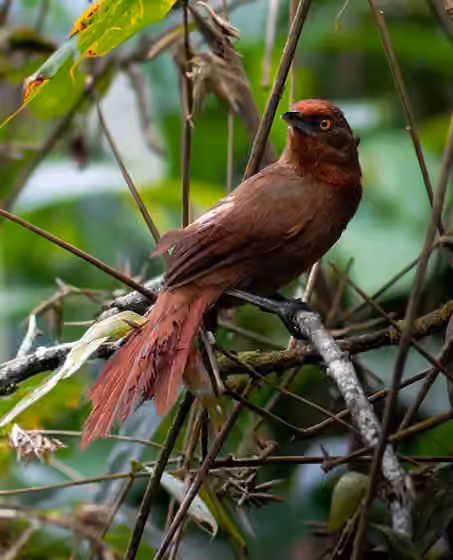 Dokumentasi Phacellodomus erythrophthalmus