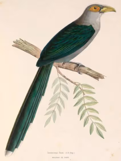 Ilustrasi Phaenicophaeus diardi