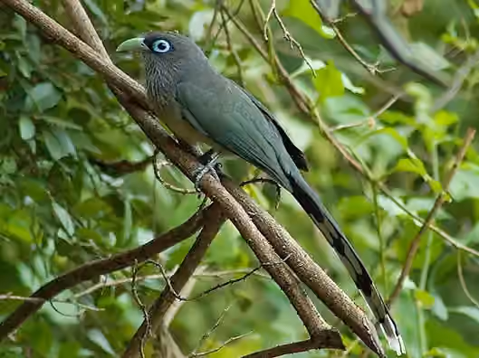 Dokumentasi Phaenicophaeus viridirostris