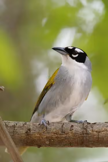 Dokumentasi Phaenicophilus palmarum