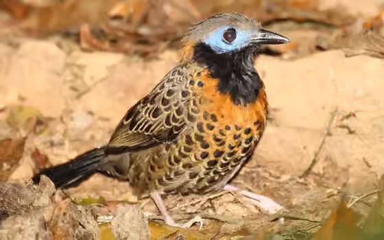 Dokumentasi Phaenostictus mcleannani