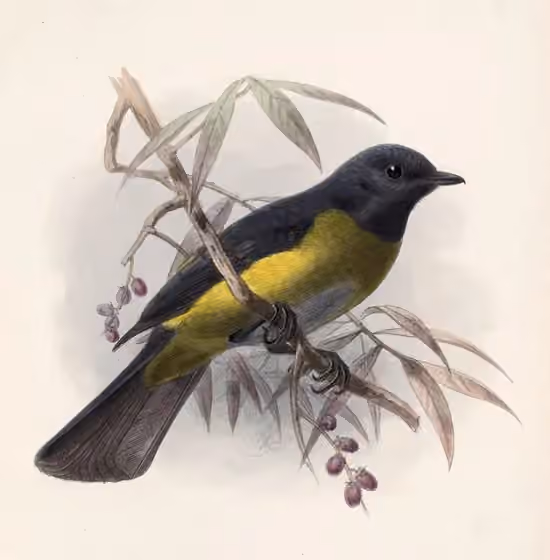 Ilustrasi dokumenter Phainoptila melanoxantha
