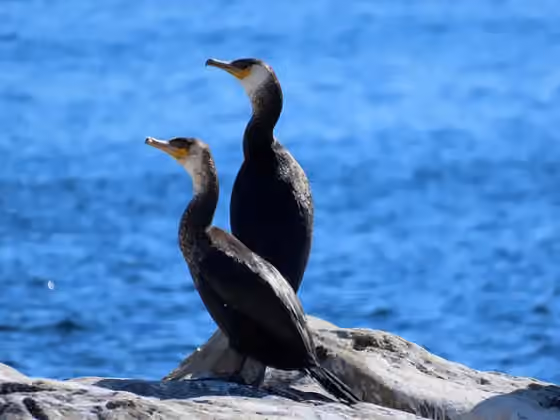 Dokumentasi Phalacrocorax capillatus