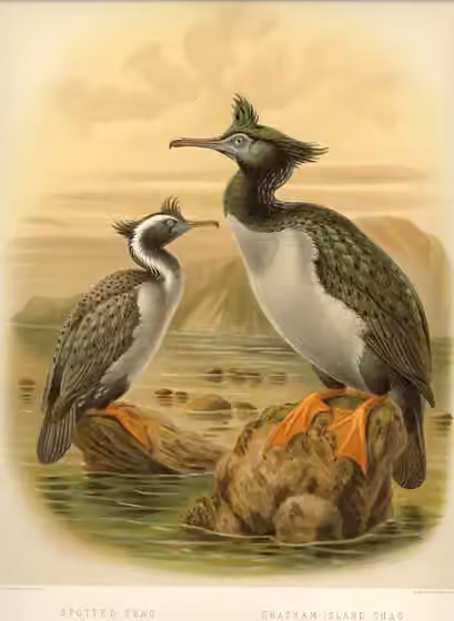 Ilustrasi Phalacrocorax featherstoni pada burung sebelah kanan; burung sebelah kiri merupakan spesies lain.