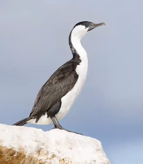 Dokumentasi Phalacrocorax fuscescens