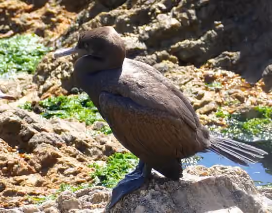 Dokumentasi Phalacrocorax neglectus