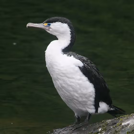 Dokumentasi Phalacrocorax varius