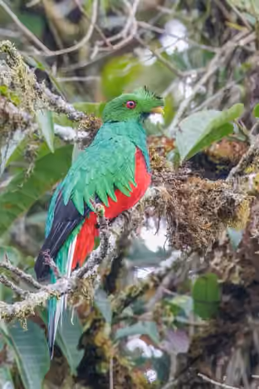 Dokumentasi Pharomachrus antisianus