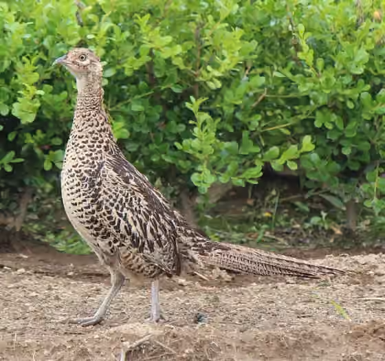 Dokumentasi Phasianus versicolor