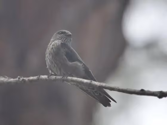 Dokumentasi Phedina borbonica