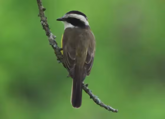 Dokumentasi Phelpsia inornata