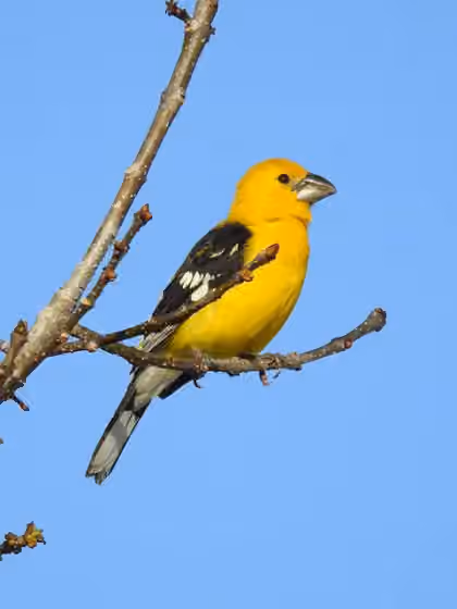 Dokumentasi Pheucticus chrysopeplus