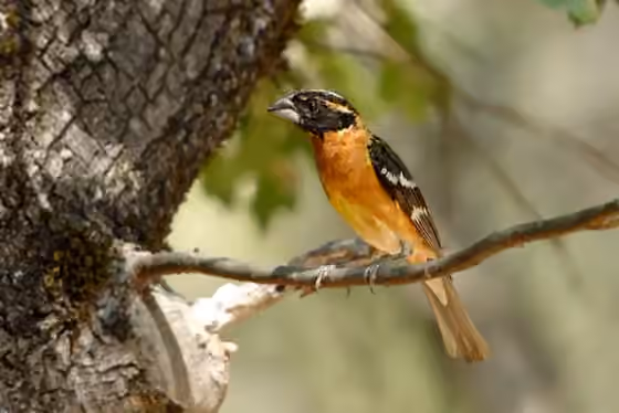 Dokumentasi Pheucticus melanocephalus