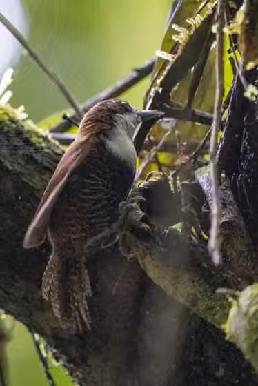 Dokumentasi Pheugopedius fasciatoventris