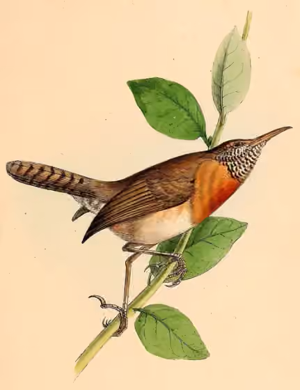 Ilustrasi Pheugopedius rutilus