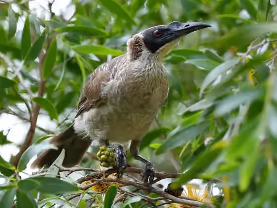 Dokumentasi Philemon argenticeps
