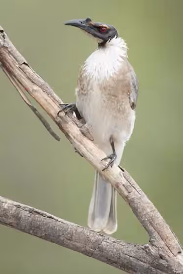 Dokumentasi Philemon corniculatus