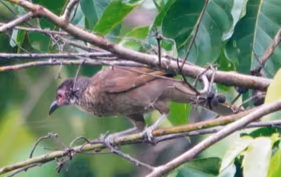 Dokumentasi Philemon fuscicapillus