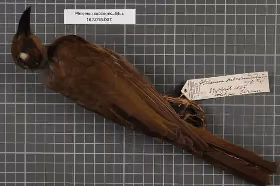 Spesimen museum Philemon subcorniculatus