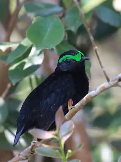 Dokumentasi Philepitta castanea