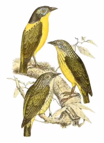 Ilustrasi Philepitta schlegeli