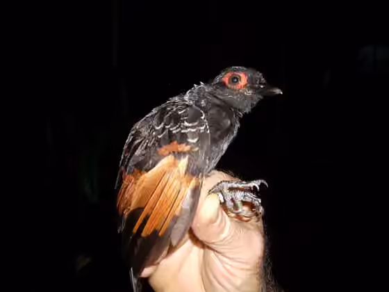 Dokumentasi Phlegopsis erythroptera