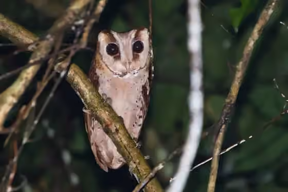 Dokumentasi Phodilus badius