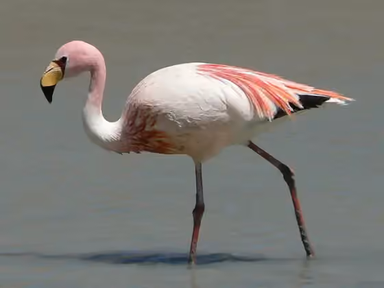 Dokumentasi Phoenicoparrus jamesi