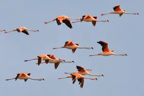 Dokumentasi Phoenicopterus chilensis