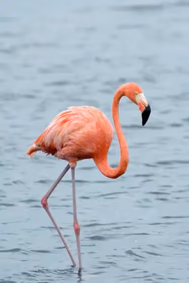 Dokumentasi Phoenicopterus ruber
