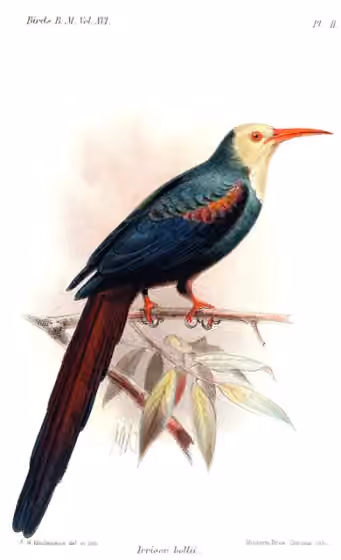 Ilustrasi Phoeniculus bollei