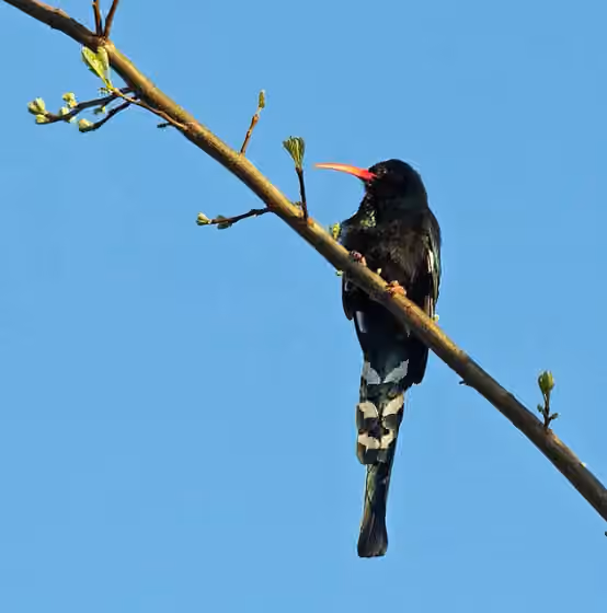 Dokumentasi Phoeniculus purpureus