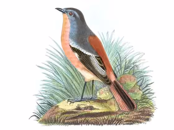 Ilustrasi dokumenter Phoenicurus alaschanicus
