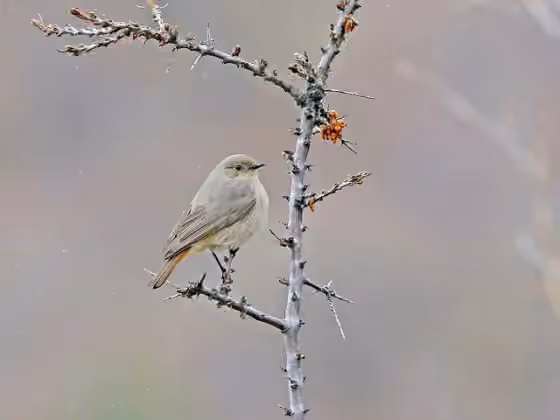 Dokumentasi Phoenicurus erythrogastrus