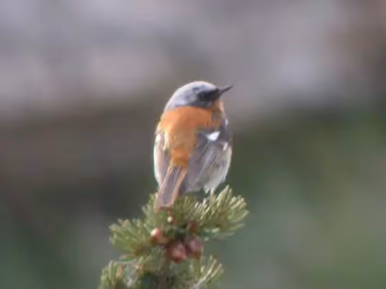 Dokumentasi Phoenicurus erythronotus