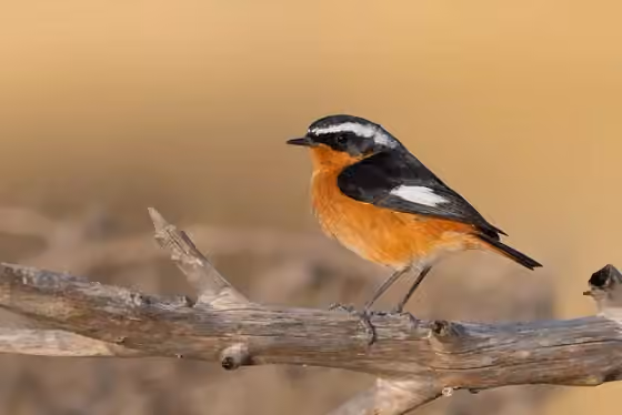 Dokumentasi Phoenicurus moussieri