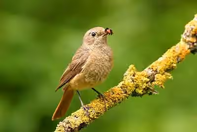 Dokumentasi Phoenicurus phoenicurus