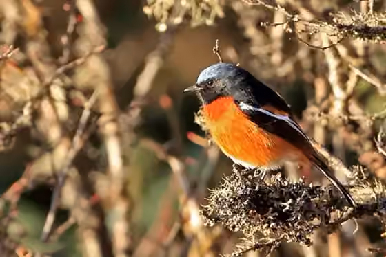Dokumentasi Phoenicurus schisticeps